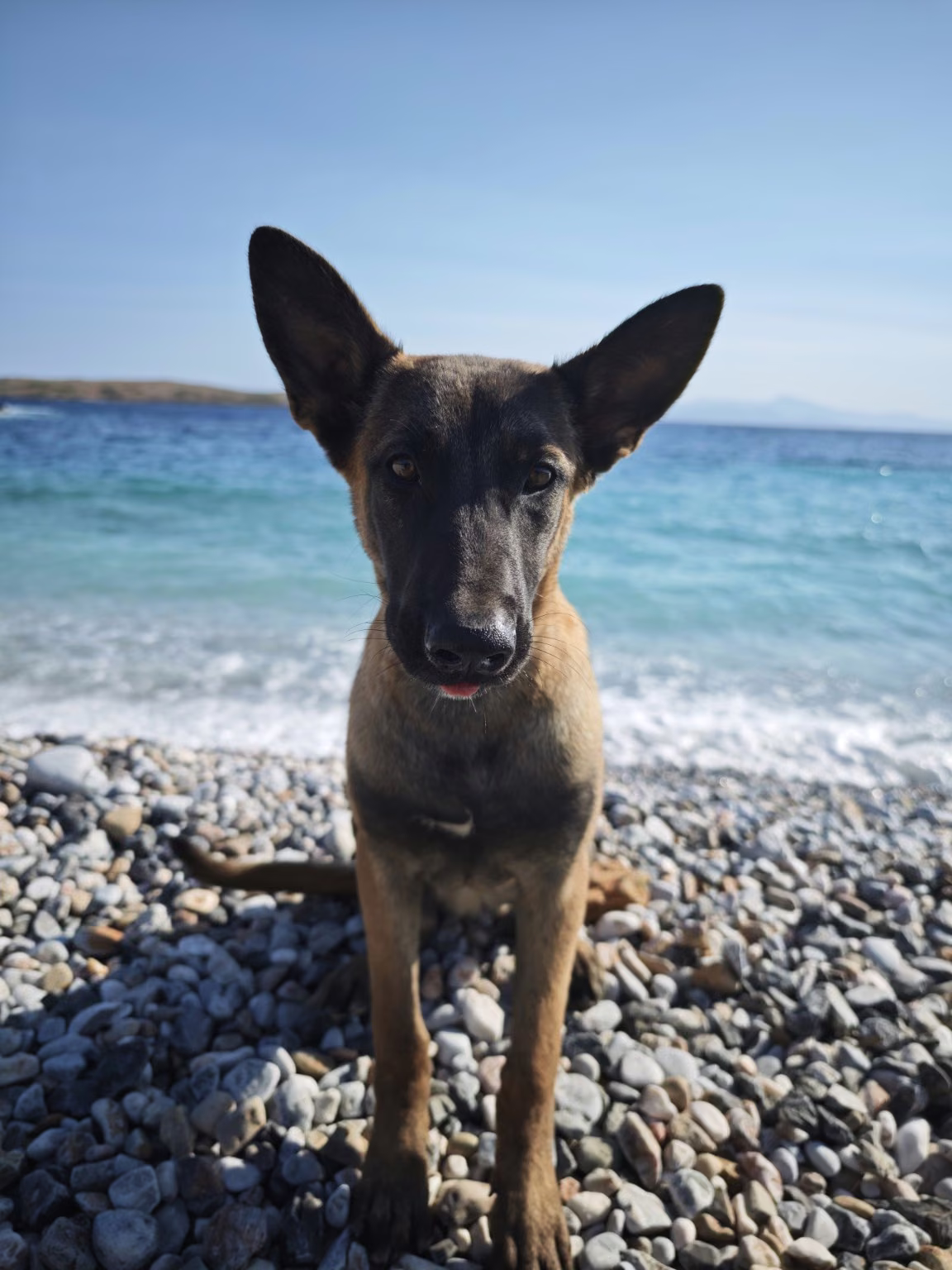 Bobo, ein Malinois Schutzhund in Ausbildung