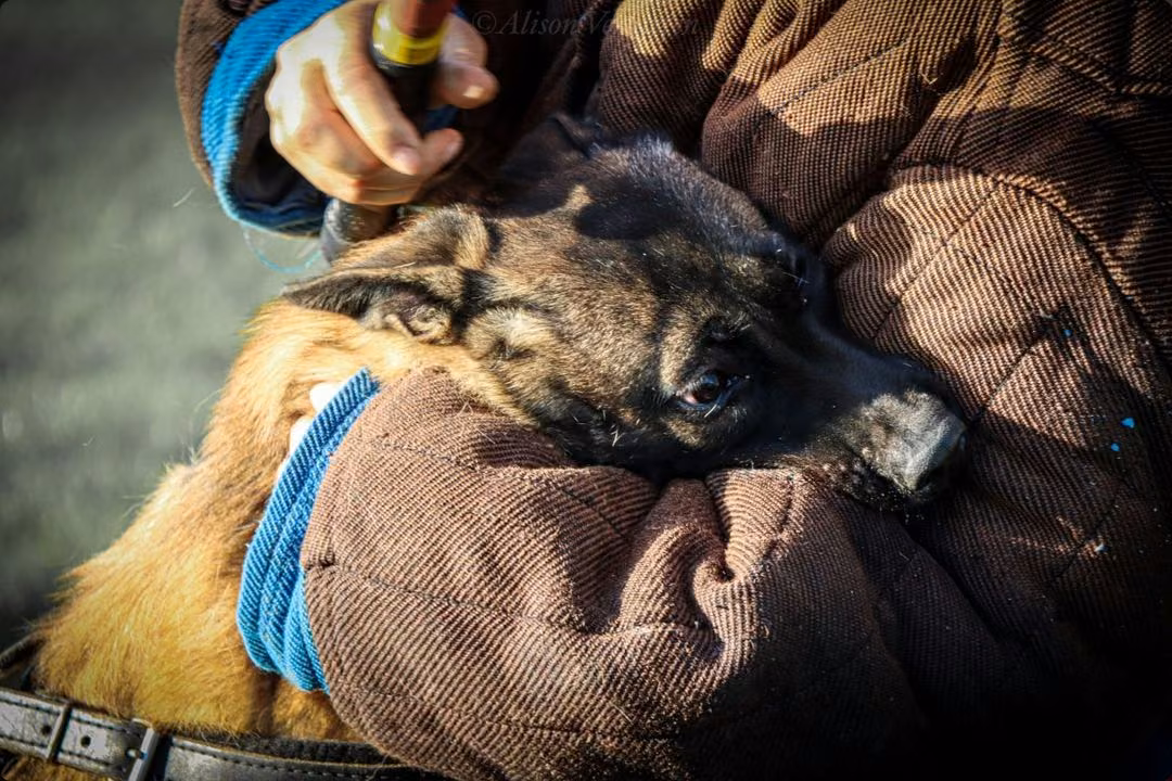 Szenarientraining mit einem Malinois Schutzhund