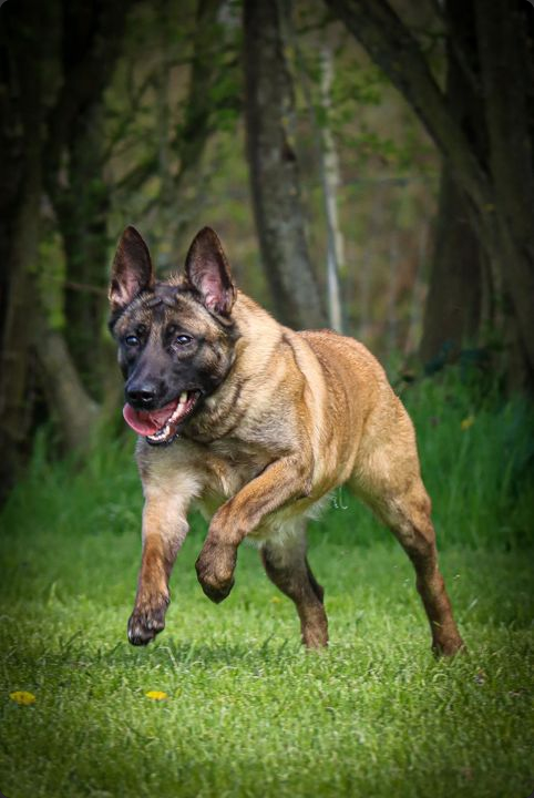 Protection Dog with family