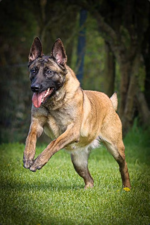 Einarbeitung mit einem ausgebildeten Malinois
