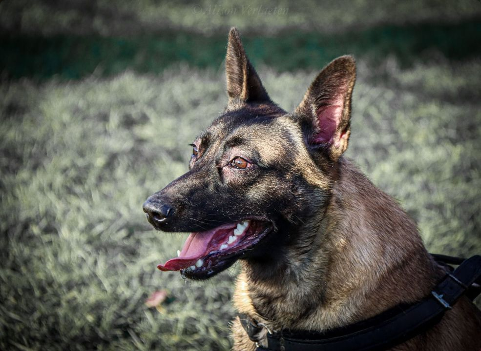Premium NVBK Malinois Breeding