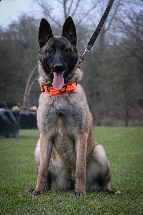 Forbes 500 Protection Dog Selection